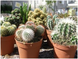 Plants plantes int�rieurs ext�rieurs - MAFRA POINT VERT