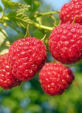 Arbres fruitiers - MAFRA POINT VERT