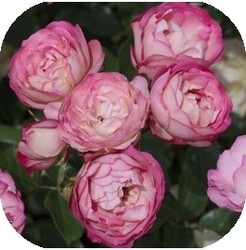 Rosiers - MAFRA POINT VERT