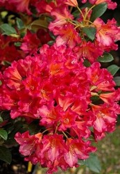 Rhododendron - Voir en grand