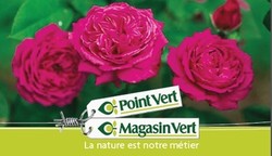 Les rosiers - MAFRA POINT VERT