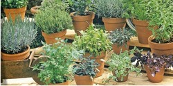 Potager - MAFRA POINT VERT
